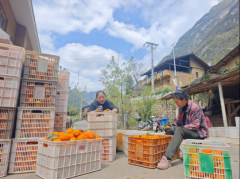 啄木鸟家庭维修公益助农 助销巫山恋橙超23万斤解果农燃眉之急